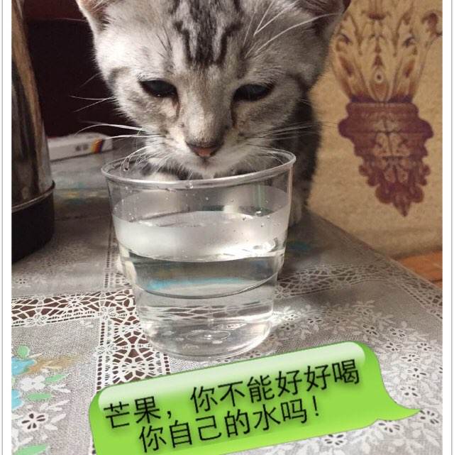 怎么做假圣托马斯大学文凭毕业证